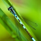 Damsel Fly